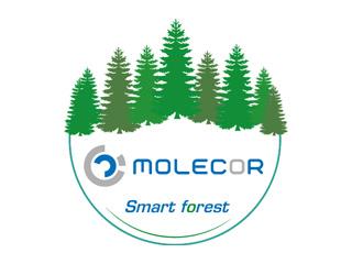 MOLECOR Forest. Забота о планете посредством лесовосстановления